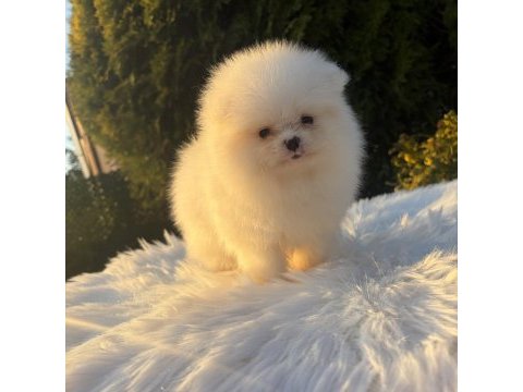 Kar beyaz pomeranian dişi