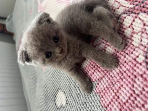 Scottish fold dişi kedim