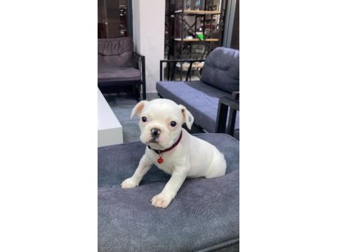 2.5 aylık french bulldog
