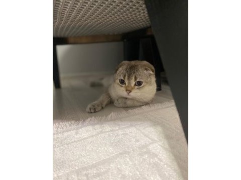 Scottish fold erkek kedimiz
