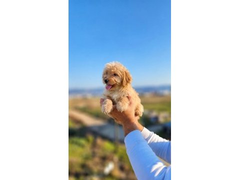 Maltipoo güzellikler