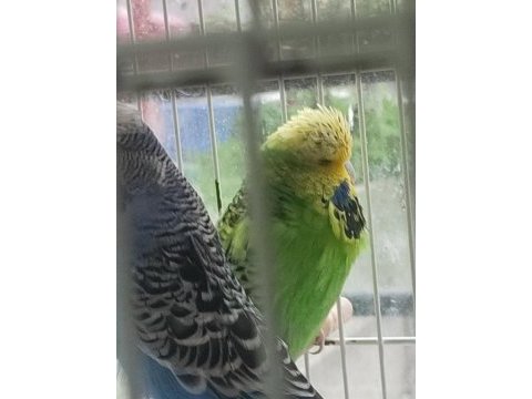 Show jumbo kuşlar ilk gelen alır