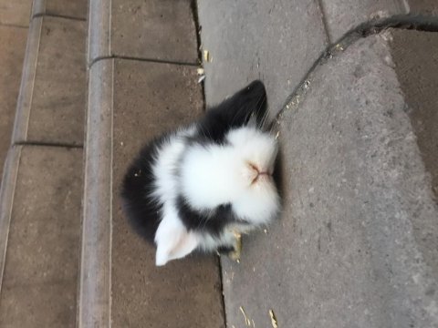 Hollanda lop tavşanı