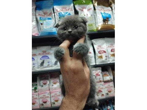 Dişi ve erkek scottish fold bebekler