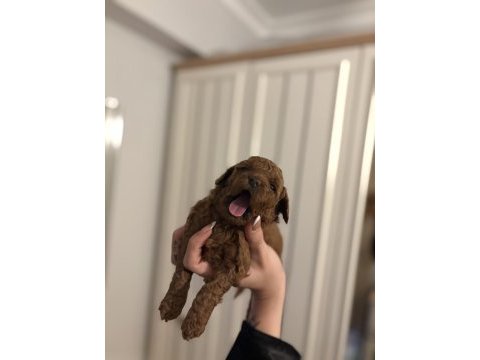 Orjınal dark red toy poodle yavrularım