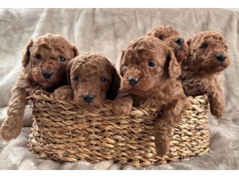 Sevimli toy poodle yavrularımız