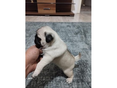 Pug mops bebekler
