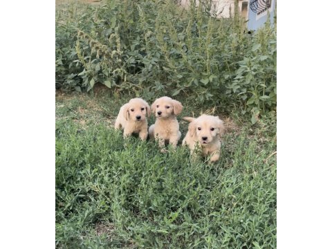 Sevimli golden retriever yavrular