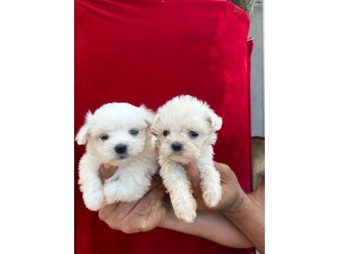 Maltese terrier yavruları