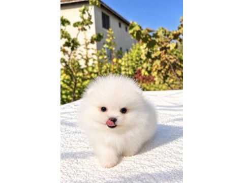 Minicik pomeranian boo köpeği