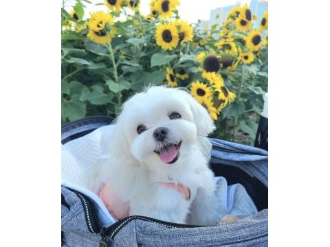 Bulut gibi bembeyaz köpeklerimiz sahiplerini bekliyor