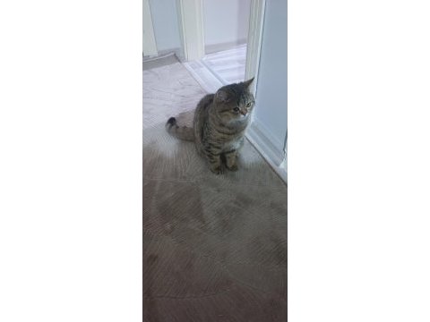Kedimiz için çiftleşme ilanı