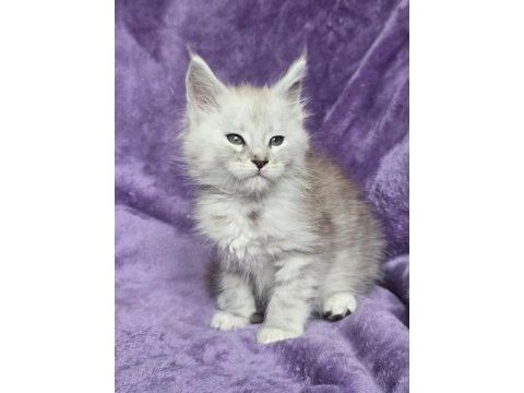 Maine coon erkek ns24 wcf kayıtlı kedimiz
