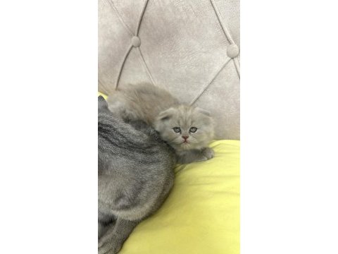 Lılac dişi kedimiz adana
