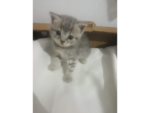 Russian blue yavruları