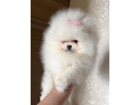 Baby sürat efsane dişi pomeranian