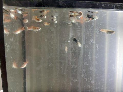 Birbirinden güzel lepistes balıklar