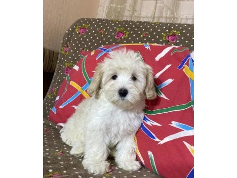 Şahane maltipoo patiler