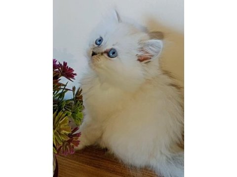 Ballı lokma british silver longhair bebekler
