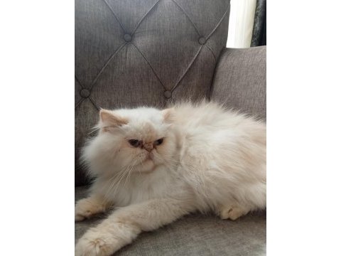 Uygun fiyata iran egzotik longhair