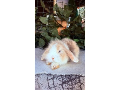 Hollanda lop ve cüce tavşanlar