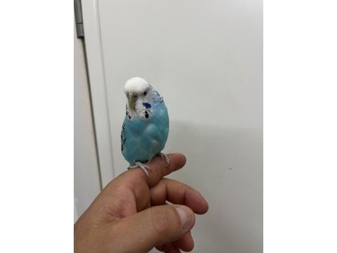 Konuşan dişi muhabbet kuşu