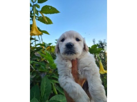 Golden retriever erkek bebek mersin