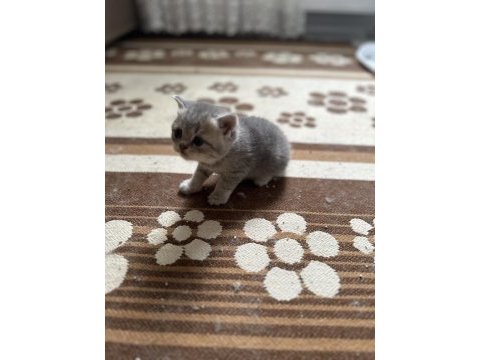 Aciliyetten dolayı ilanda british shorthair