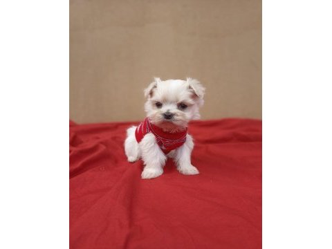 Kore maltese