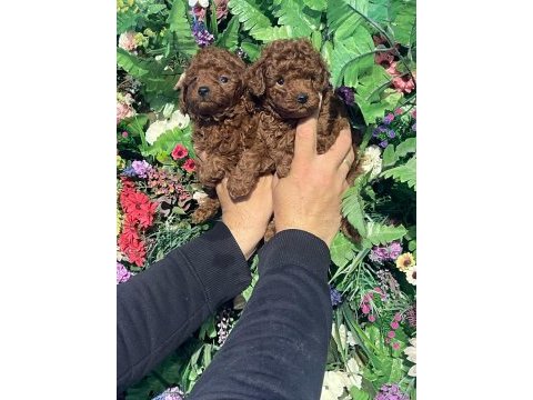 Safkan poodle yavrularımız yeni yuvalarını arıyor