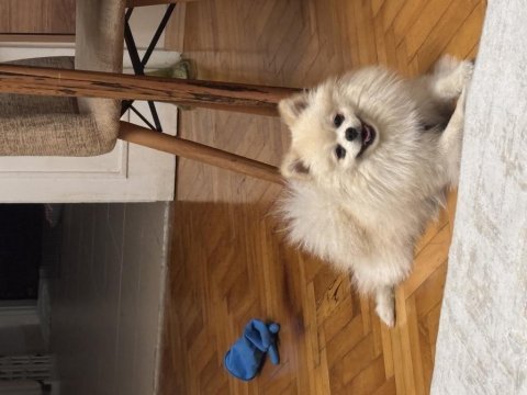 Dünyanın en enerjik ve sevecen köpeği leo