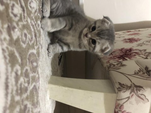 Scottish fold yavrular ve anne sahiplendirilecektir