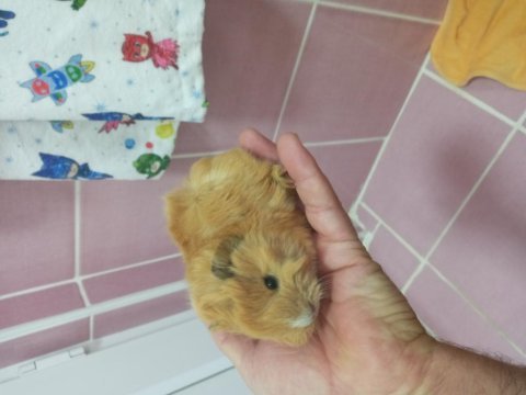 Ginepig yavrular