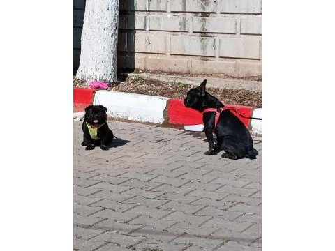 7 aylık siyah french bulldog