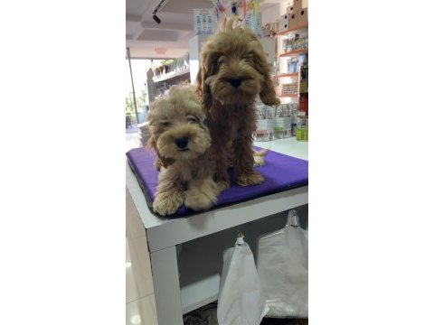 Maltipoo yavrularımız yuvalarını bekliyor
