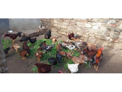 Kendi üretimim kümes hayvanları
