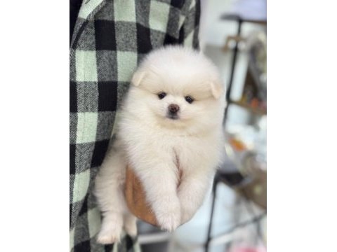 2 aylık pomeranian köpek