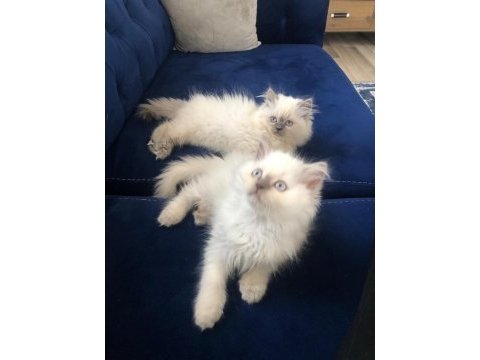 British longhair yavrular