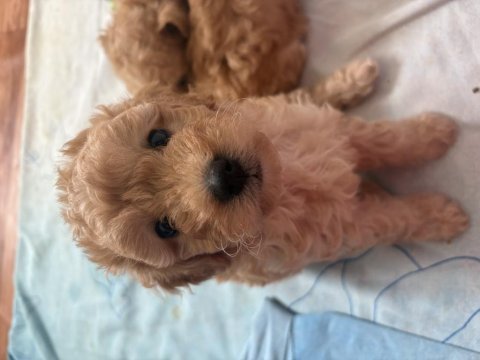 Maltipoo yavrumuz