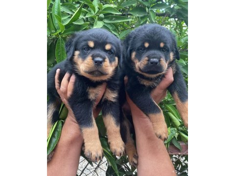 Rottweiler yavrularımız hazırdır