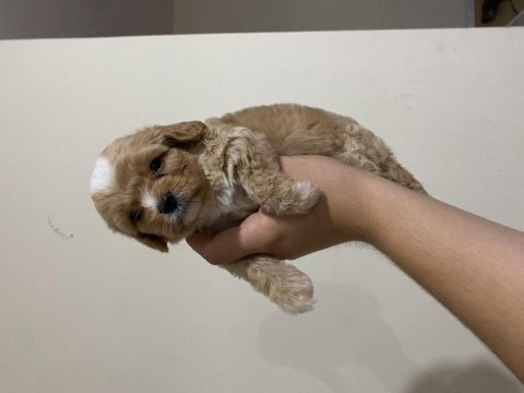Üst kalite minik cavapoo yavrular