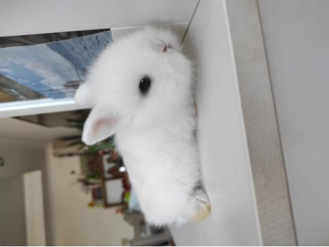 Hollanda cüce tavşan (netherland dwarf)