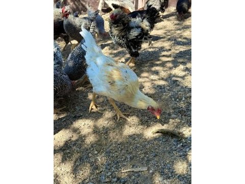 Sağlıklı genç horozlar mavici cins horozlar