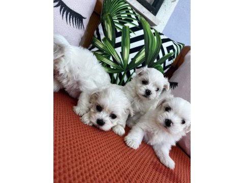 Orjinal maltese terrier yavrular