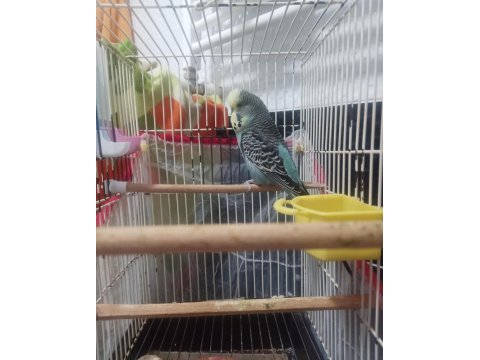 Jumbo muhabbet kuşu iki adet erkek