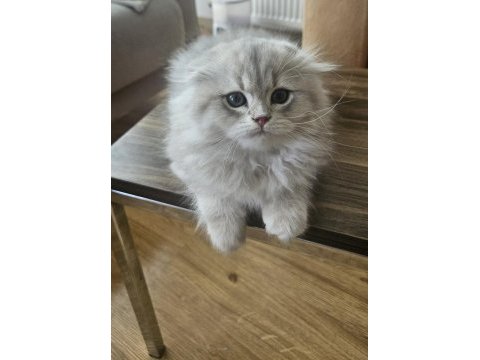 Peluş oyuncak gibi scottish fold longhair