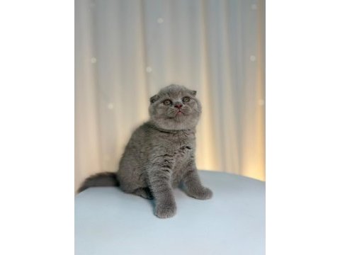 Irk ve sağlık garantili scottish fold yavrularımız