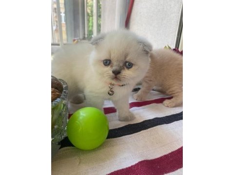 Scottish fold yavrularımız yeni yuvalarına gitmeye hazır