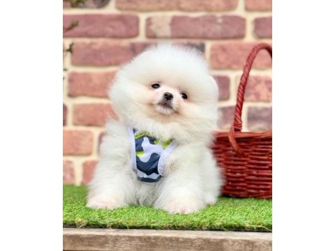 Pomeranian boo köpeğimiz