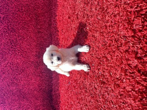 Baby face golden retriever yavrularımız
